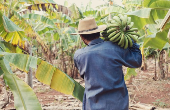 中国与厄瓜多尔签署自贸协定，香蕉等农产品零关税